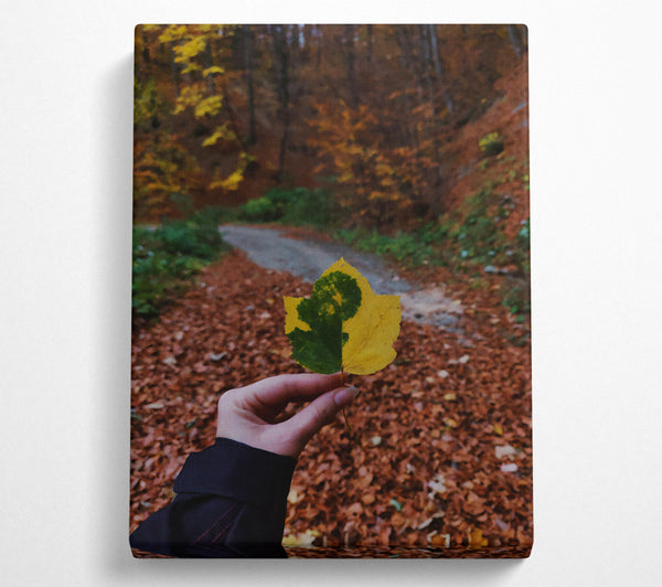 Yellow Leaf In Autumn