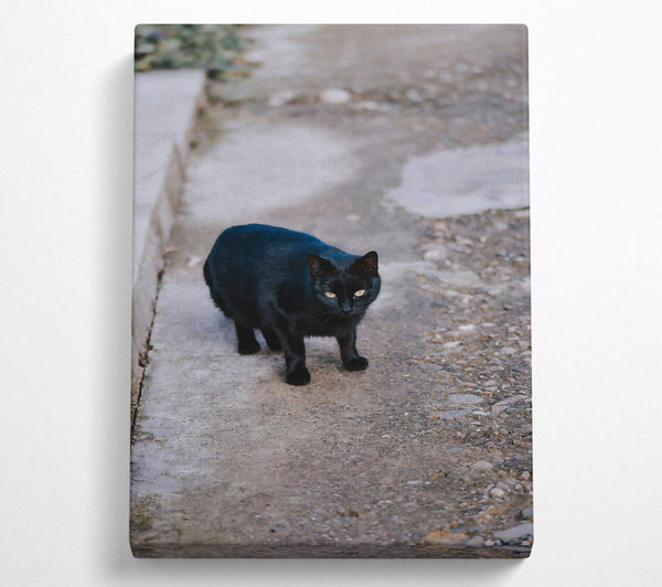 Black Cat On Grey Pavement.