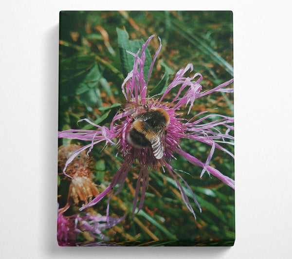 Purple Thistle Buzz