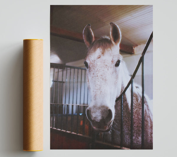 White Horse Stall Glance