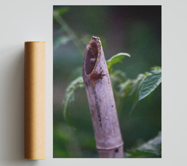 Brown Bug On Beige Stem