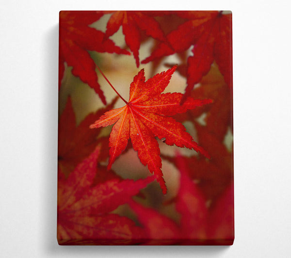 Crimson Maple Leaf