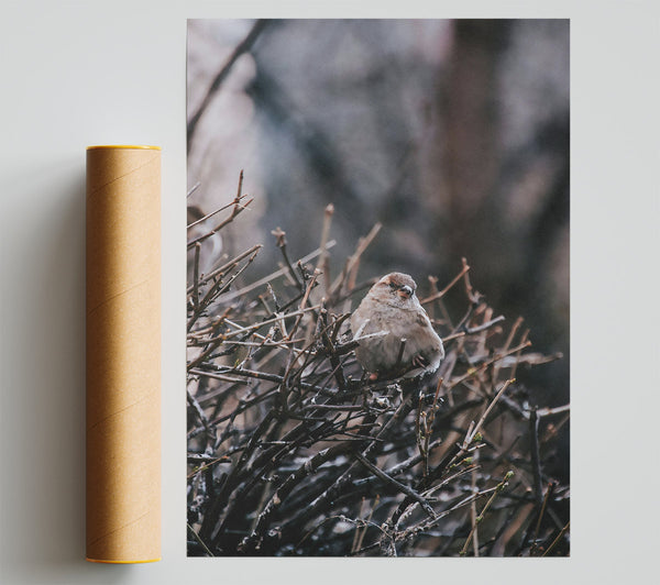 Brown Sparrow In Thorns