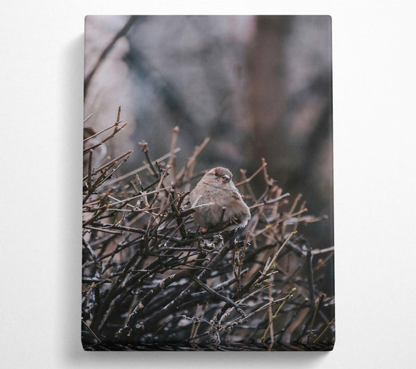 Brown Sparrow In Thorns