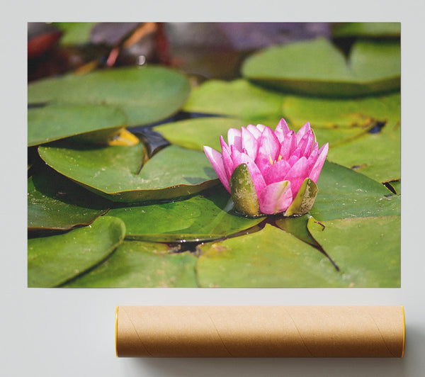 Pink Lily Pad Bloom