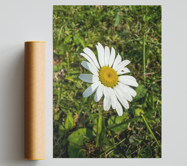 White Daisy In Green Grass