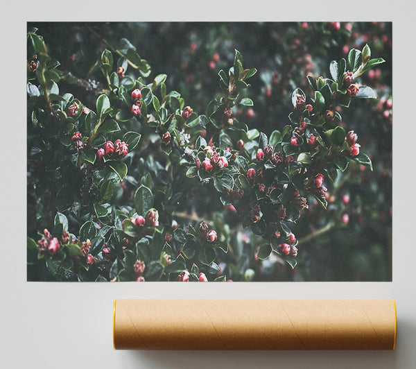 Green And Red Buds