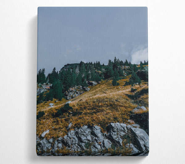 Grey Mountainside Pines