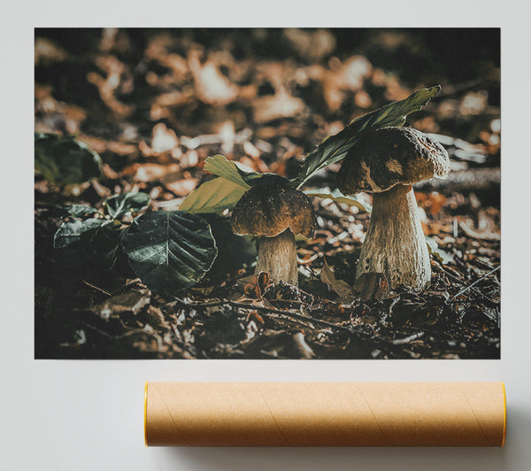 Forest Floor Fungi