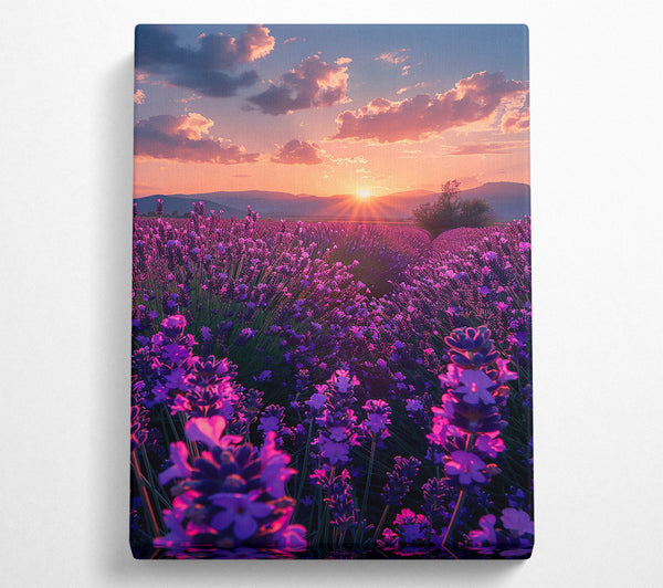 Purple Lavender Sunset