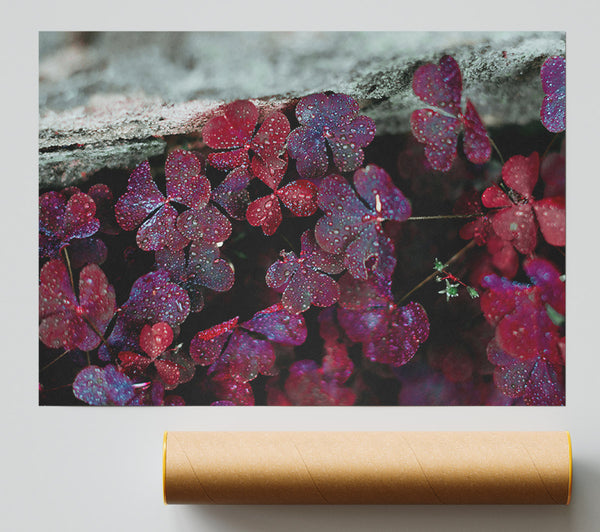 Crimson Clover Dew