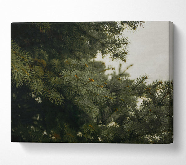 Evergreen Canopy Green