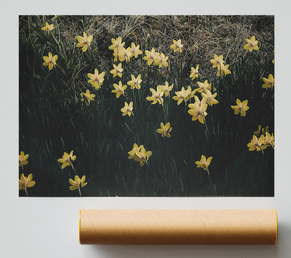 Golden Daffodils In Bloom