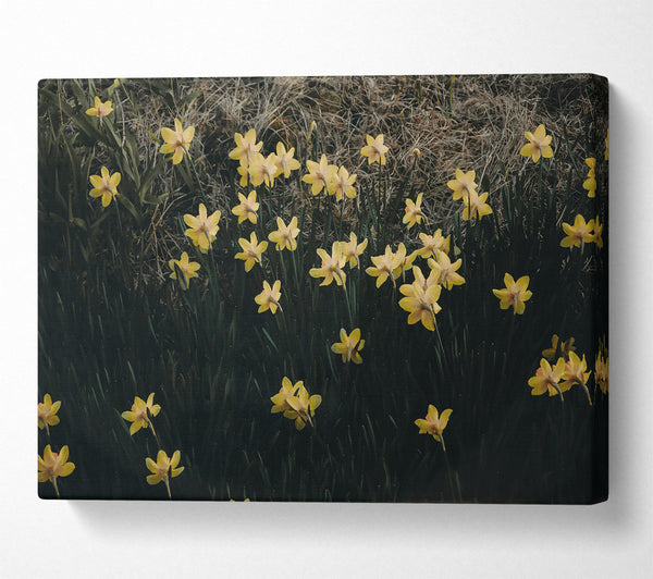 Golden Daffodils In Bloom