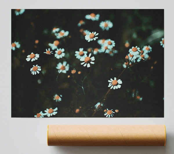 Teal Daisies In Bloom