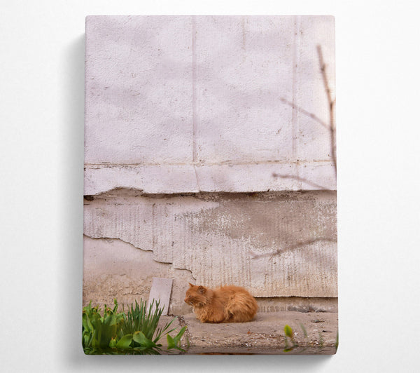 Orange Cat By The Wall