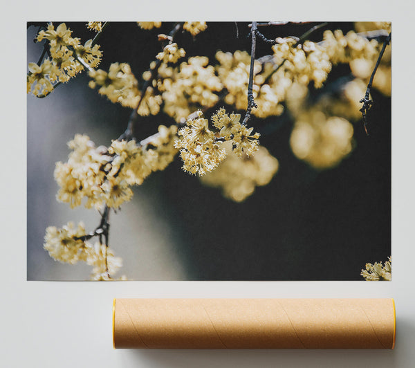 Pale Yellow Blossoms