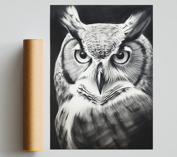 Black And White Owl Gaze