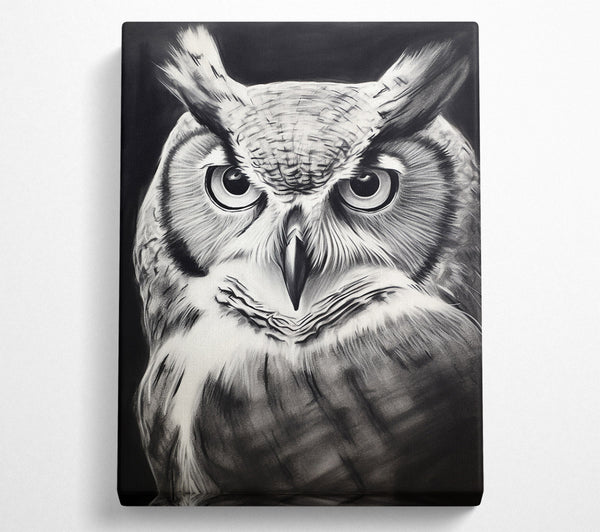 Black And White Owl Gaze