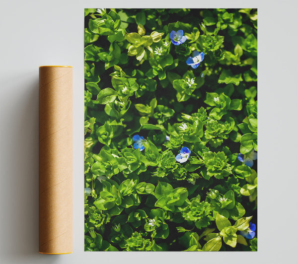 Green And Blue Blooms