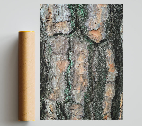 Green Lines And Bark