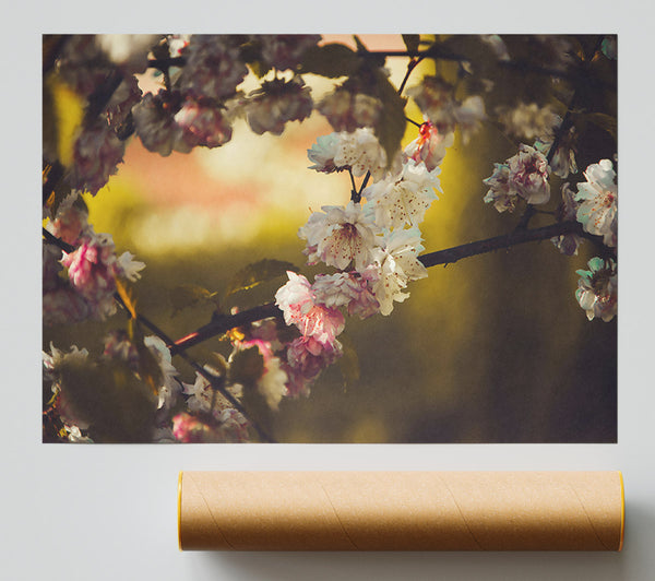 Golden White Blooms