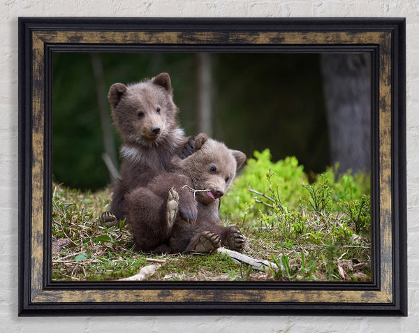 Bear Cubs Playing