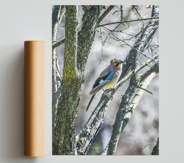 Blue Jay On Branch