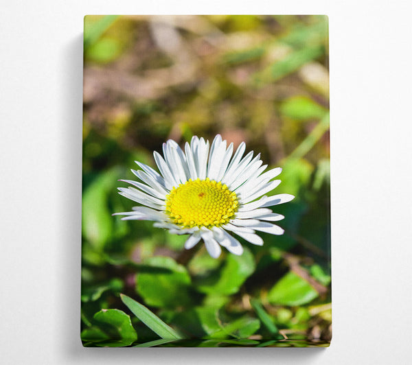 Yellow Centered White Daisy