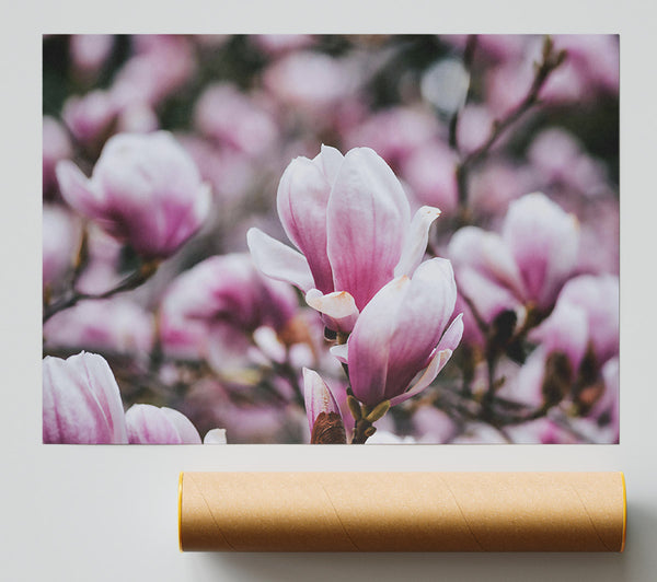 Pink Magnolia Blooms