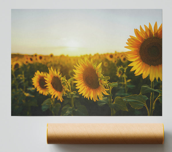 Golden Hour Sunflowers