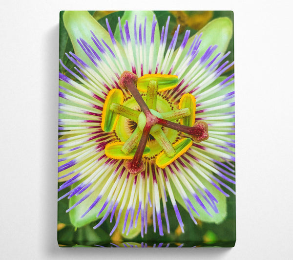 Green Passion Flower Bloom