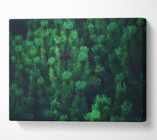 Emerald Pine Forest