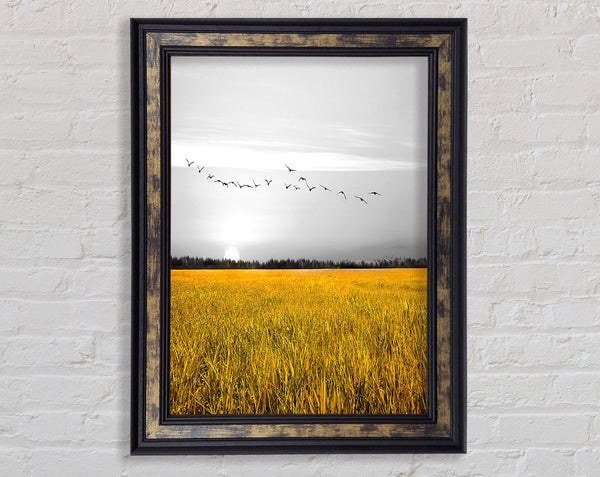 Birds Over A Corn Field