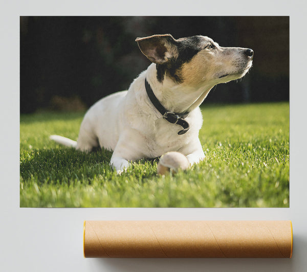 White Dog On Green Grass