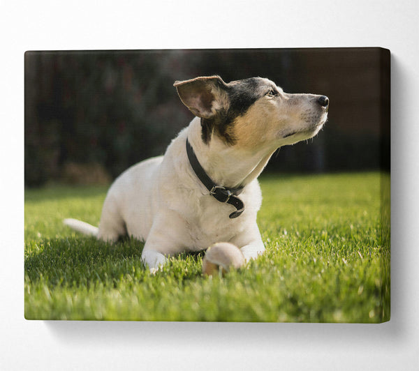 White Dog On Green Grass