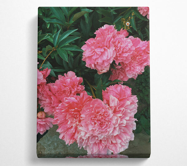 Blushing Peony Blooms