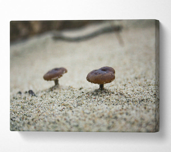 Brown Shroom Sand