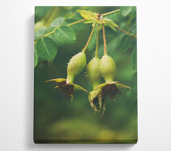 Green Rose Hips