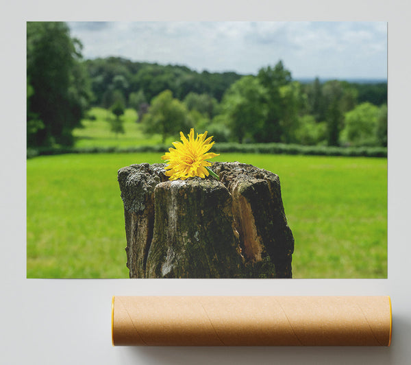 Golden Bloom On Stump