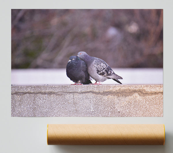 Gray Feathers On Concrete