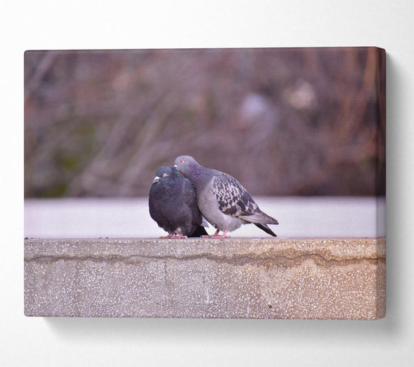 Gray Feathers On Concrete