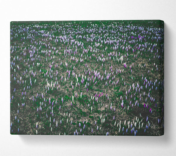 Purple Field Of Flowers