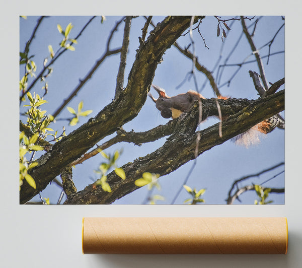 Brown Squirrel'S Lunchtime