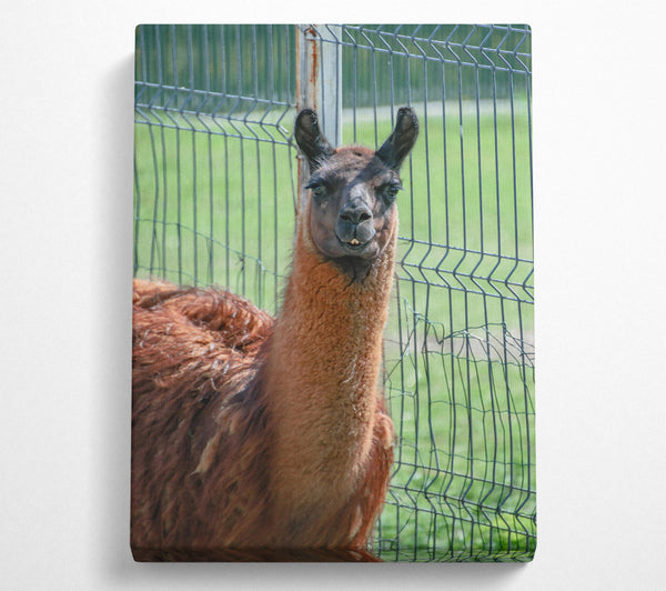 Brown Llama Fence Gaze