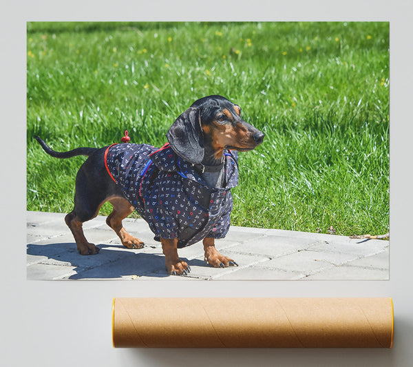 Black Dachshund In Green Grass