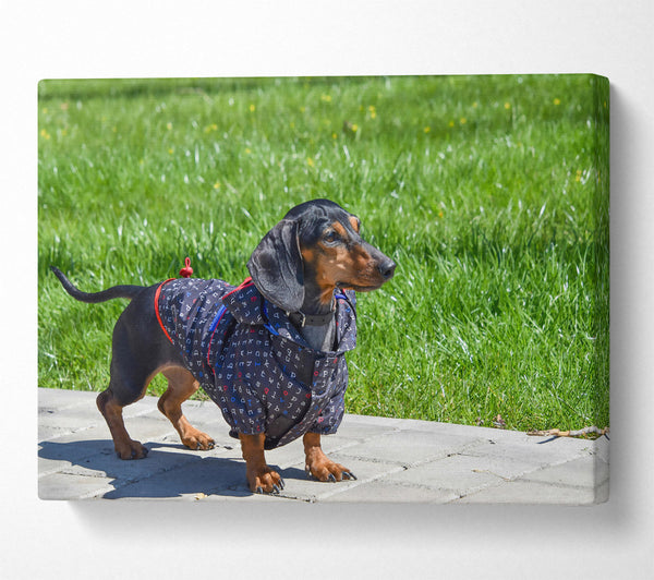 Black Dachshund In Green Grass