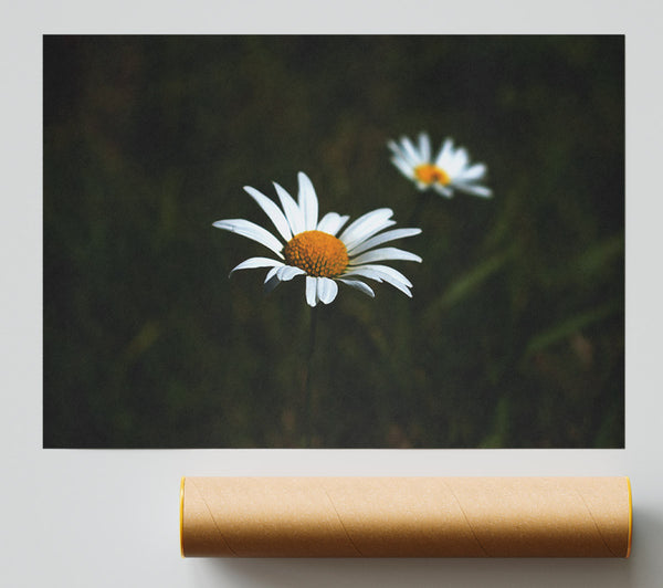 White Daisy In The Dark