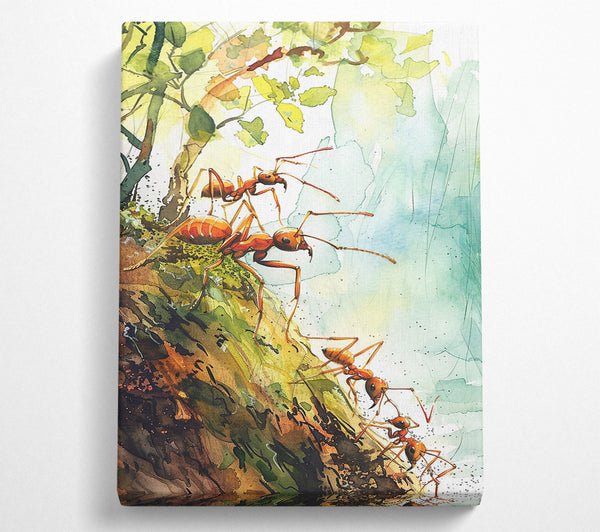 Green And Orange Ants