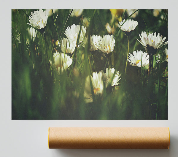 Green And White Daisies